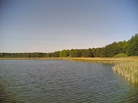Riebener See: Schilfgürtel