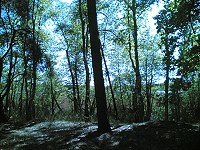 Riebener See durch Baum und Schilf
