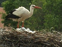 Storch am Spargelhof