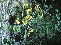 Sumpfdotterblume am Riebener See